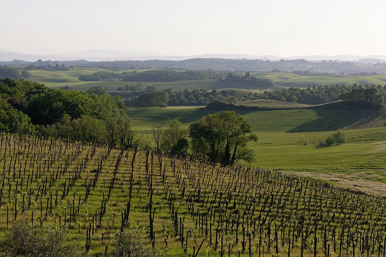 Vigneti e colline con le torri di Siena all'orizzonte
